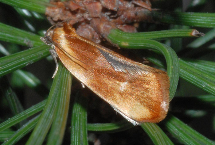 Eulia ministrana